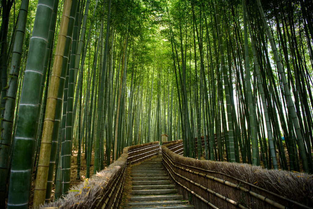 Bambouseraie Arashiyama