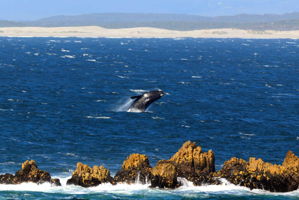 Observation des baleines à Hermanus