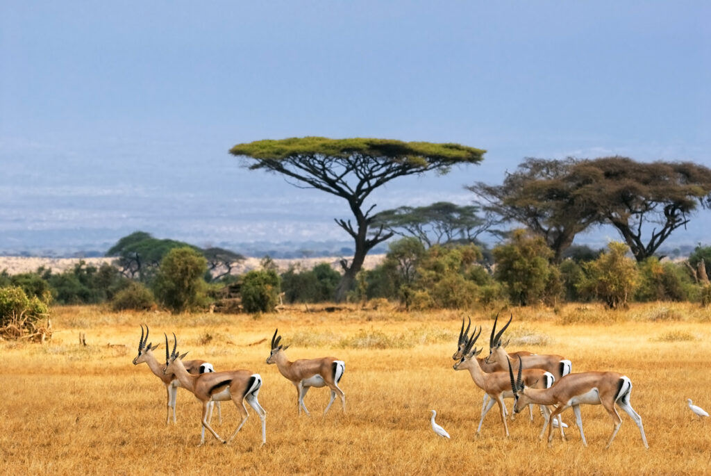 Gazelles en Afrique du Sud