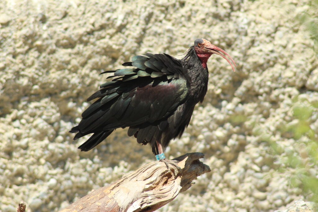 Ibis chauve au parc zoologique alpin d'Innsbruck