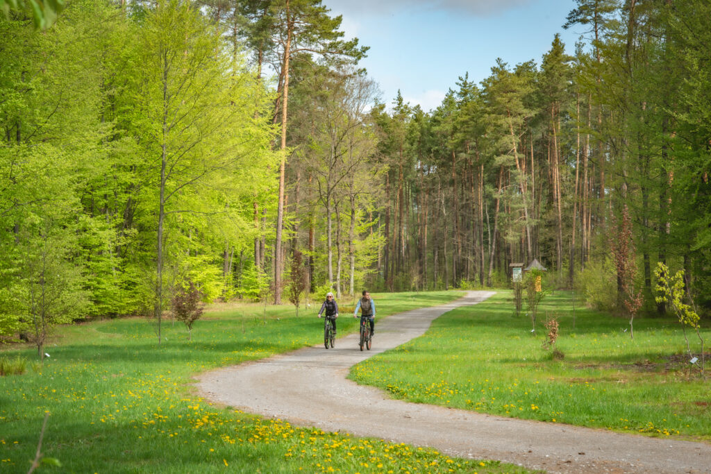 Forêts de Janów