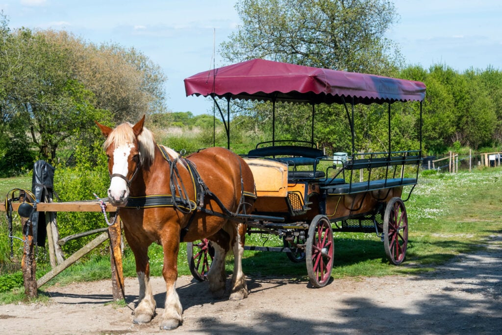 Promenade en calèche