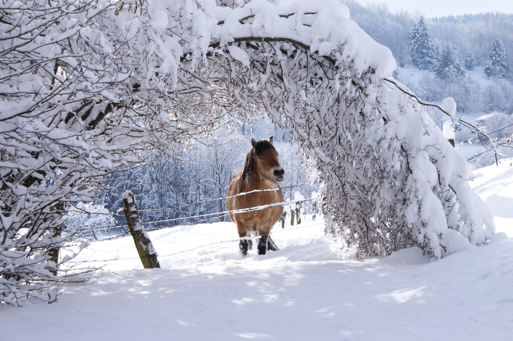 Cheval sous la neige 