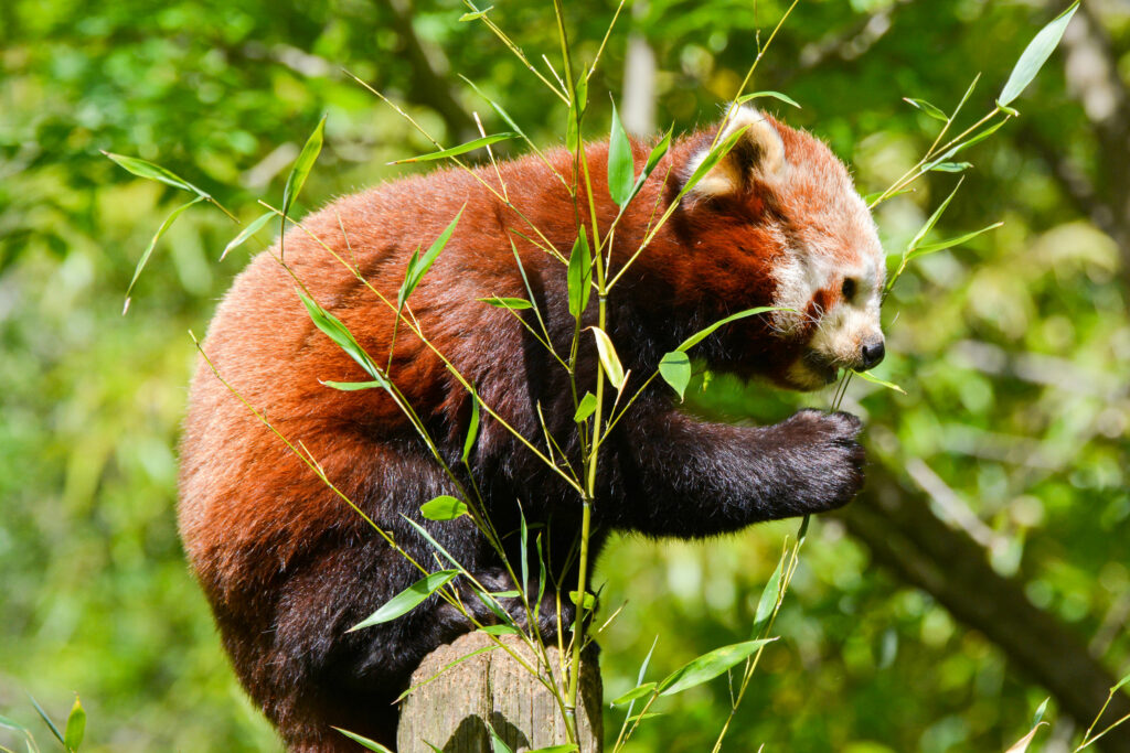 Panda roux au zoo de la Palmyre