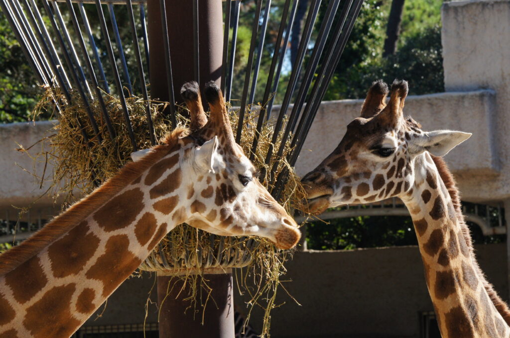 Girafes en train de manger