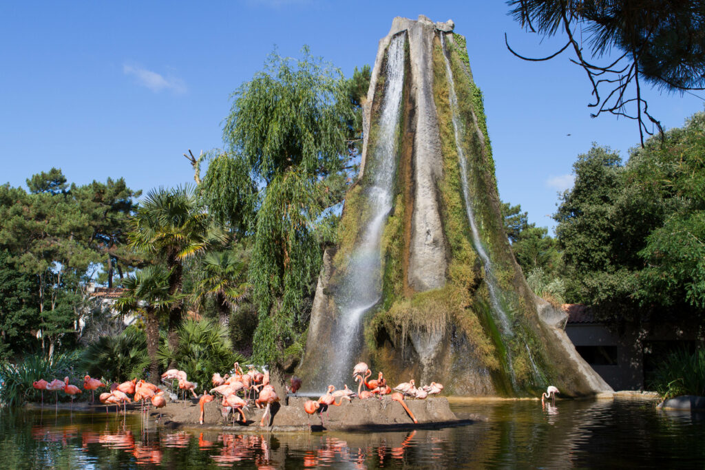 L'Ile aux flamands roses - Zoo de la Palmyre 