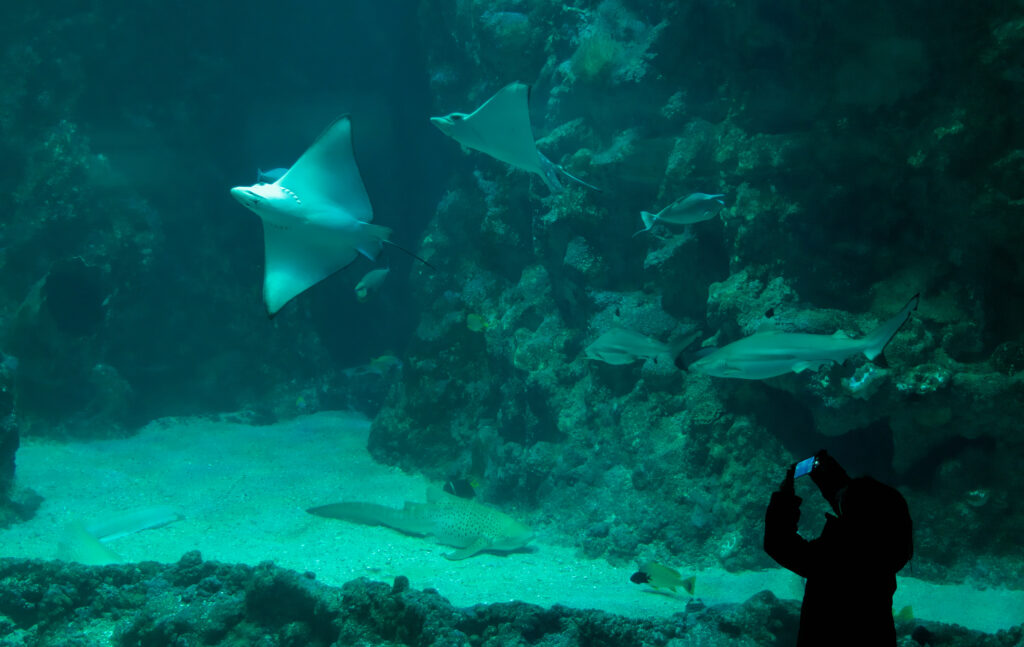 Océanopolis de Brest