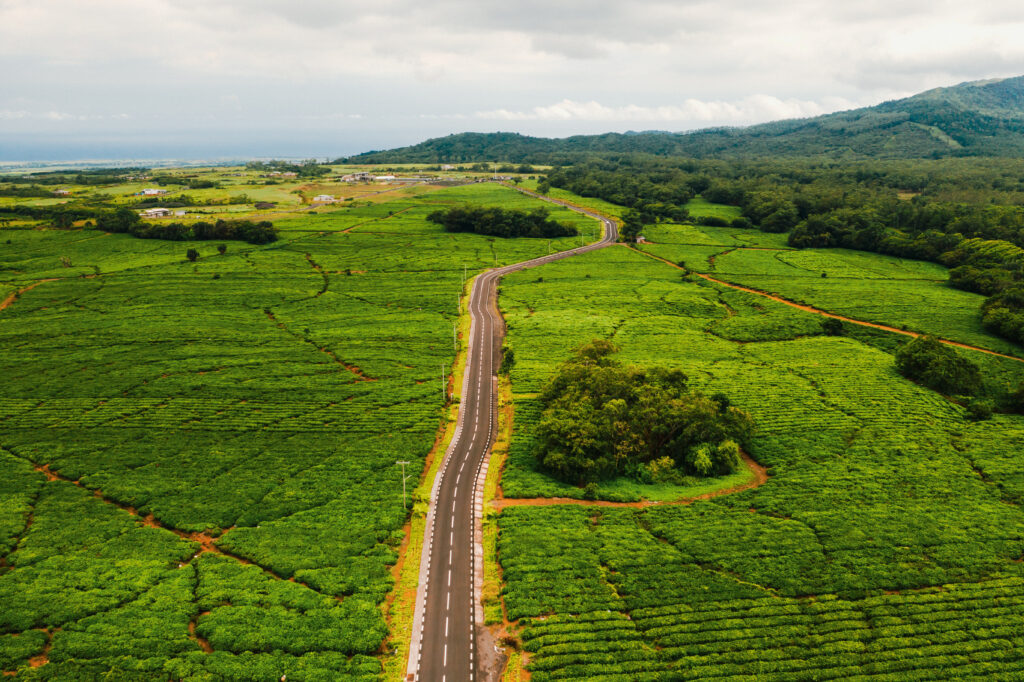 La Route du Thé, un incontournable à l'île Maurice 