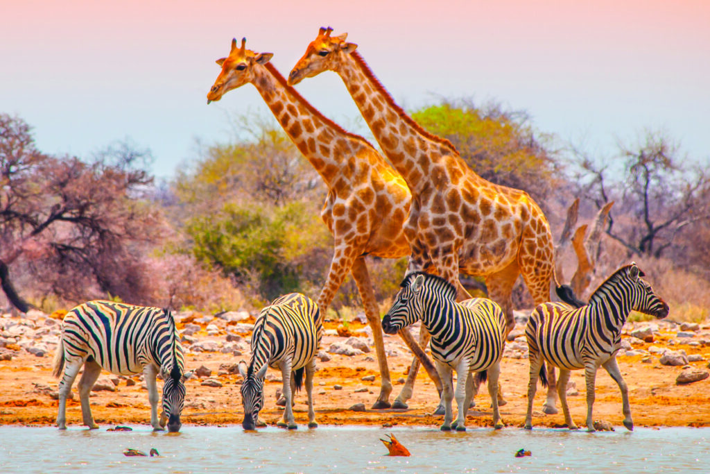 Parc national d’Etosha.