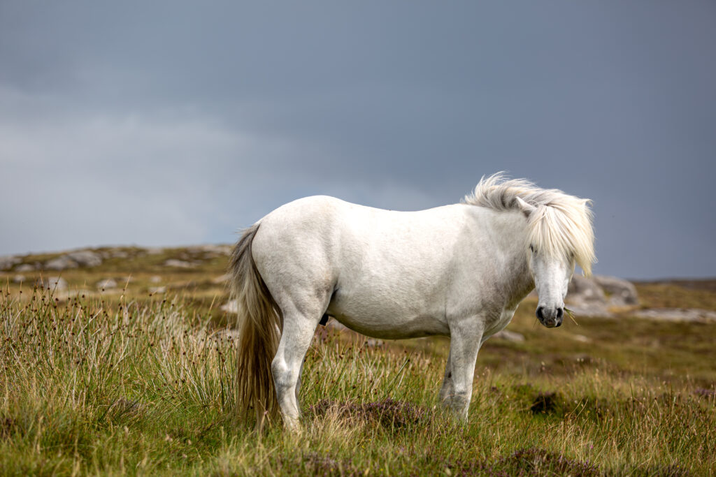 L'île de South Uist, une des plus belles îles à visiter en Écosse