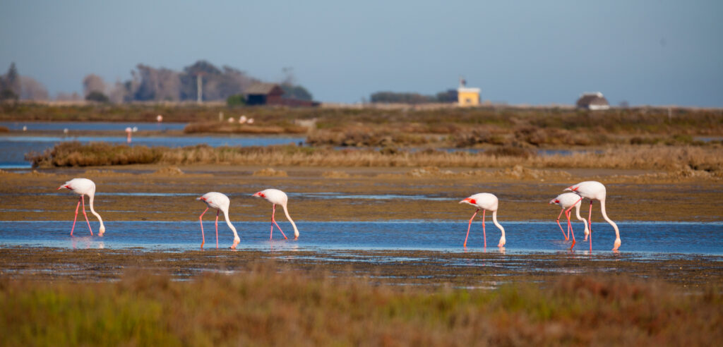 Flamands roses sur le Delta de l'Ebre