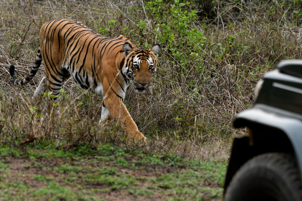 Tigre dans le parc national de Nagarhole 