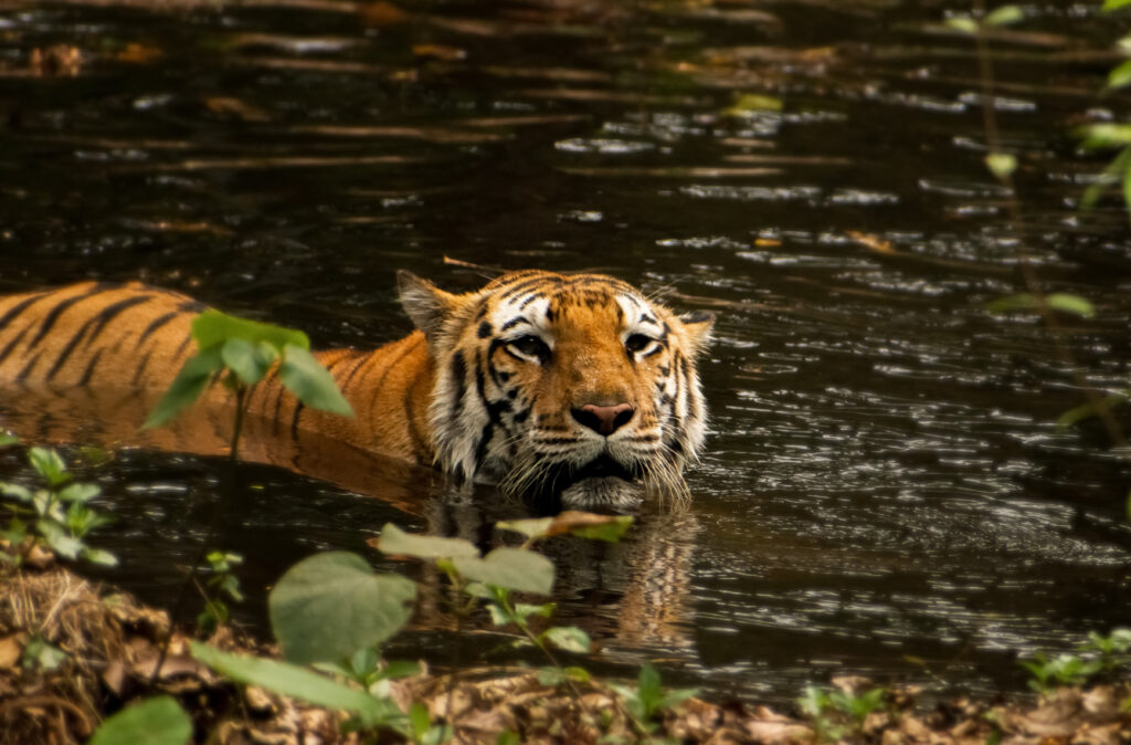 Tigre du Bengale 