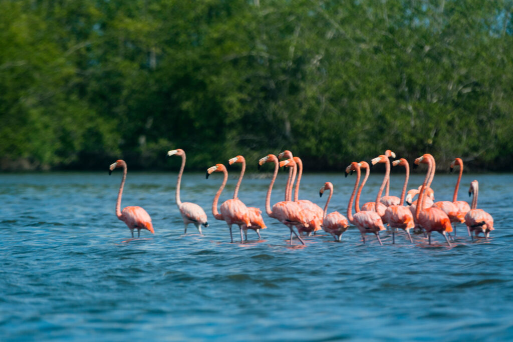 Flamants roses à Bigi Pan