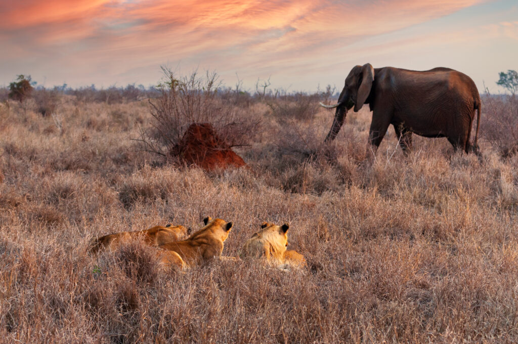 Hlane National Park - Eswatini (Swaziland) 