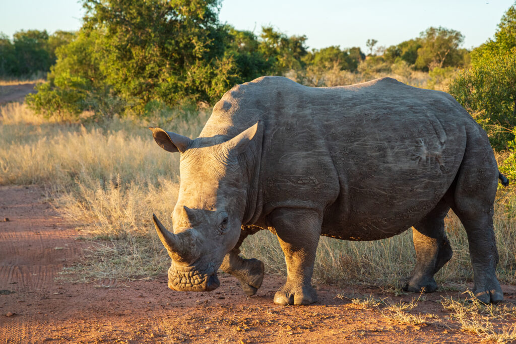 Rhinocéros blanc à la Réserve naturelle Mkhaya 