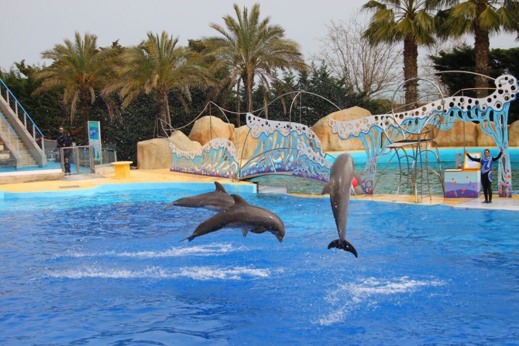 Dauphins à Marineland