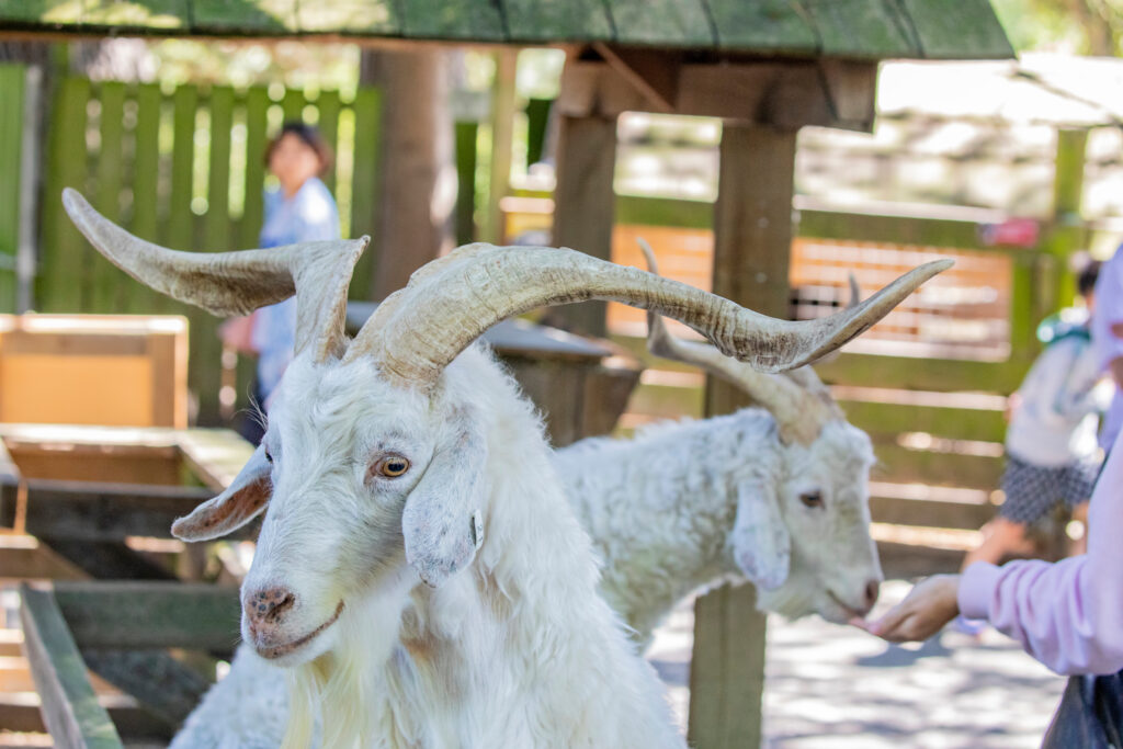 Que faire à Christchurch ? Aller au Willowbank Wildlife Reserve 