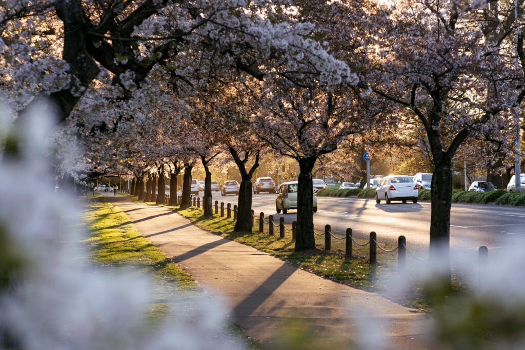 Que faire à Christchurch ? Une flânerie dans le Hagley Park