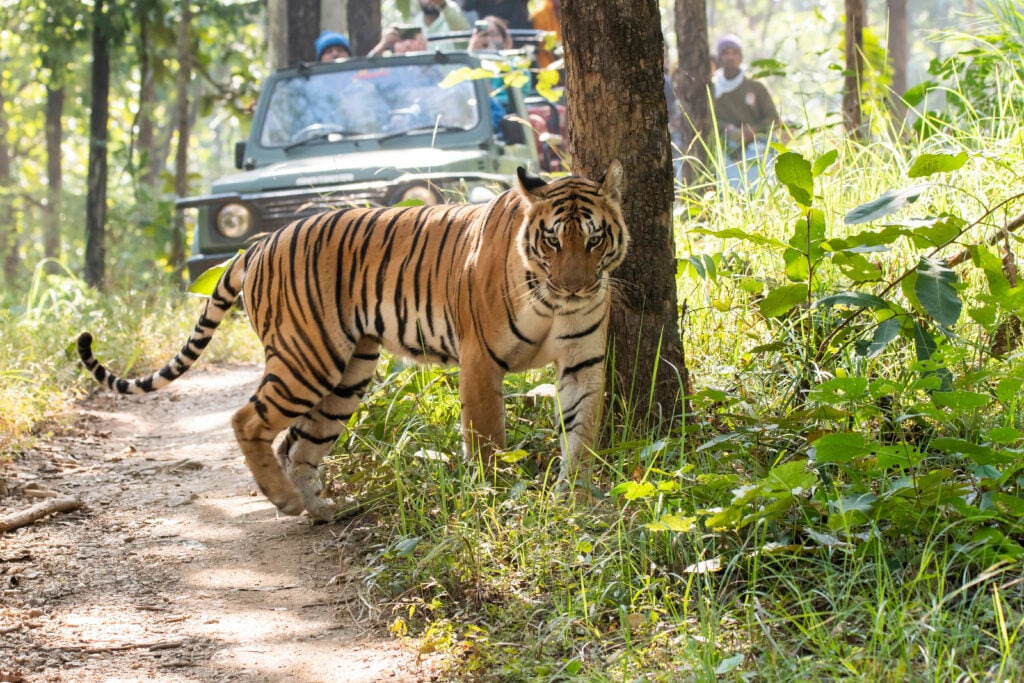 Tigre dans le Parc national de Ranthambore 