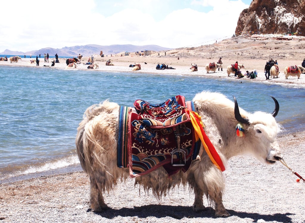 Les rives du Lac Namtso