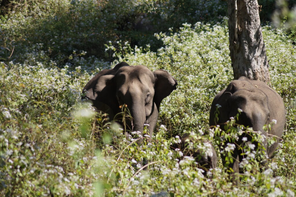 Éléphants dans le Wayanad Wildlife Sanctuary