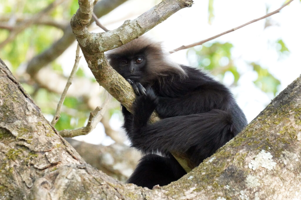 Singe Langur dans le Periyar Wildlife Sanctuary