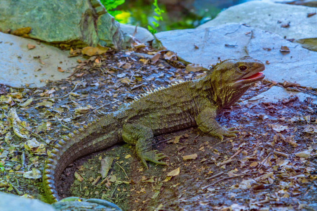 Tuatara au Kiwi Park, Queenstown