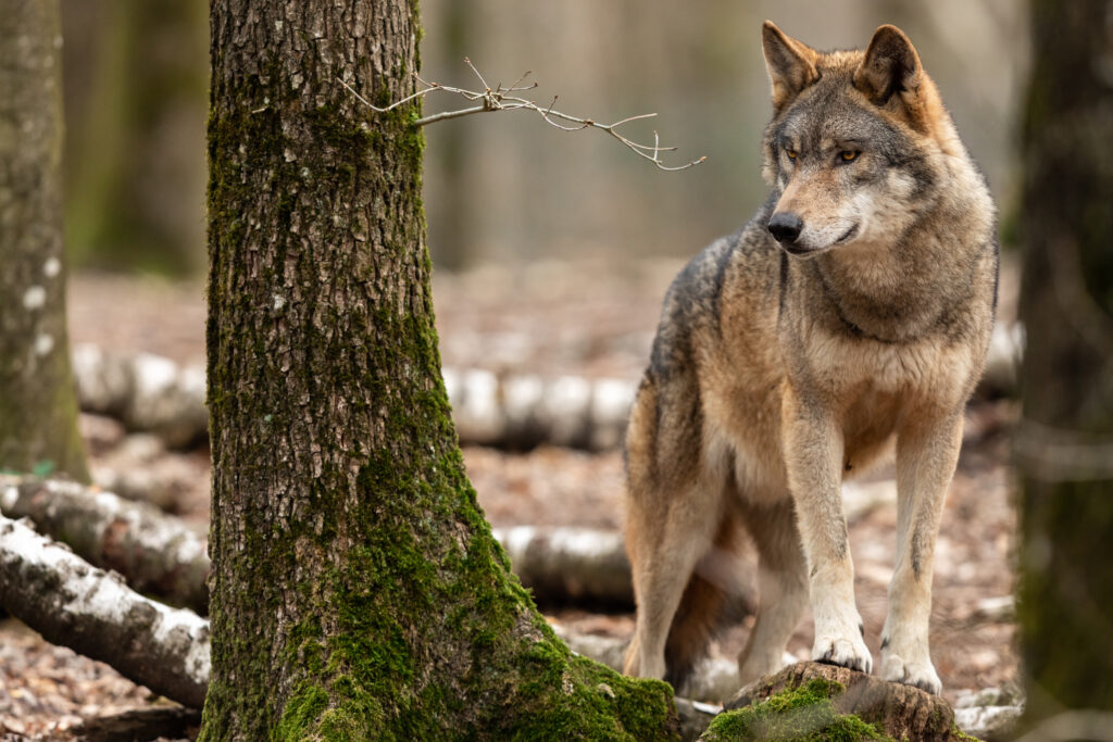 Loup dans la forêt 