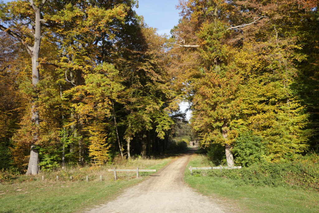 Forêt de Compiègne