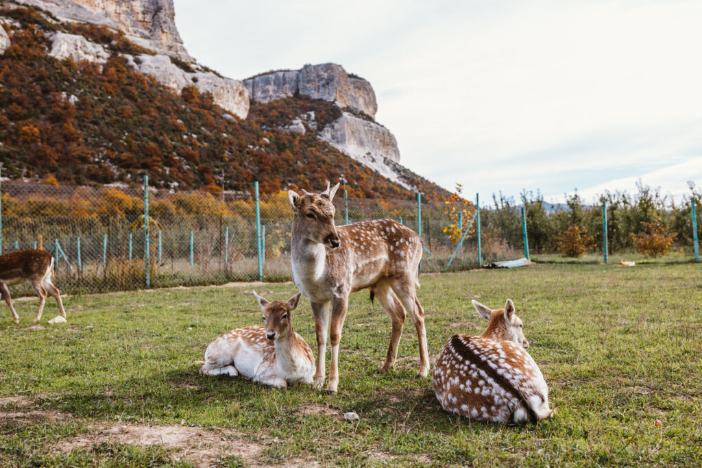 Woodland Park Zoo 