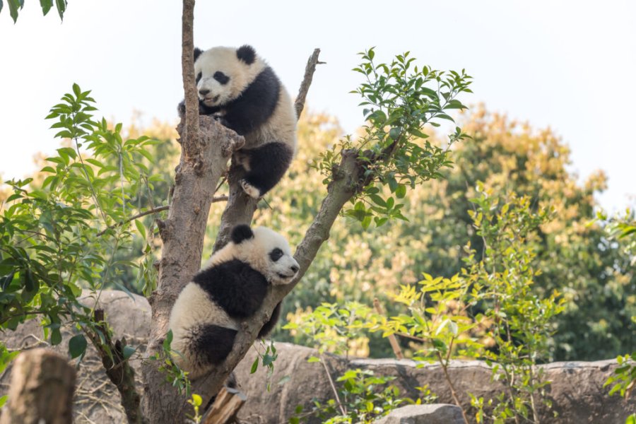 Où voir des pandas en Chine ? Les 5 meilleurs endroits