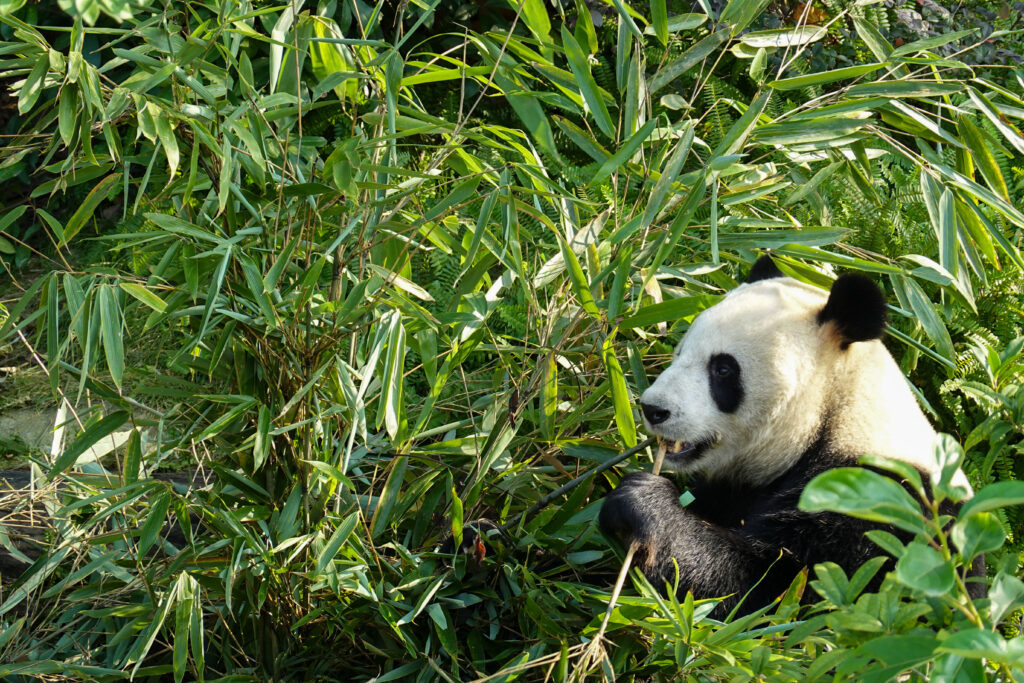 Où voir des pandas en Chine ? Au Centre de recherche sur le Panda géant de Chengdu