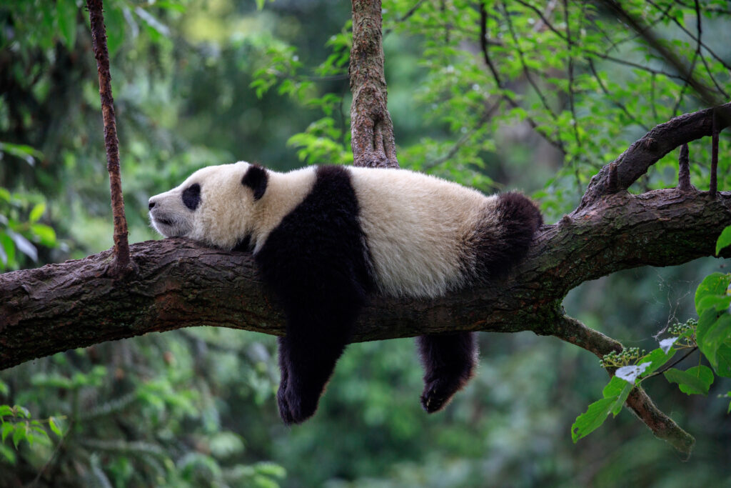 Où voir des pandas en Chine ? Dans la Réserve des pandas géants de Bifengxia