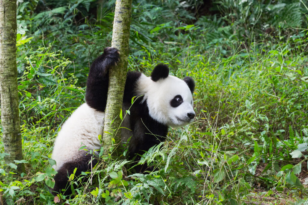 Où voir des pandas en Chine ? Dans la Base des pandas géants de Dujiangyan