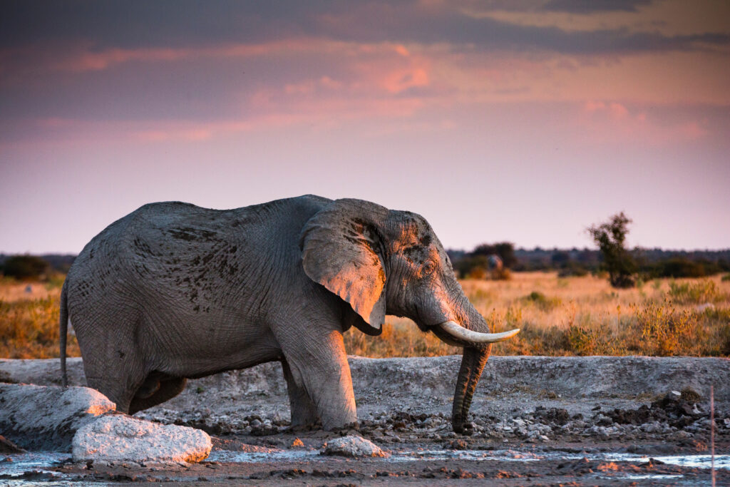 Que faire au Botswana ? Le Parc national de Nxai Pan 