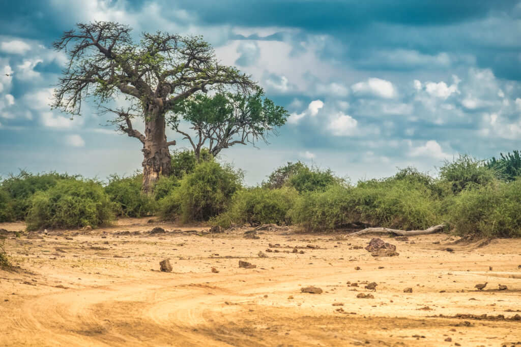 Que faire au Botswana ? Un safari dans le Parc national de Chobe