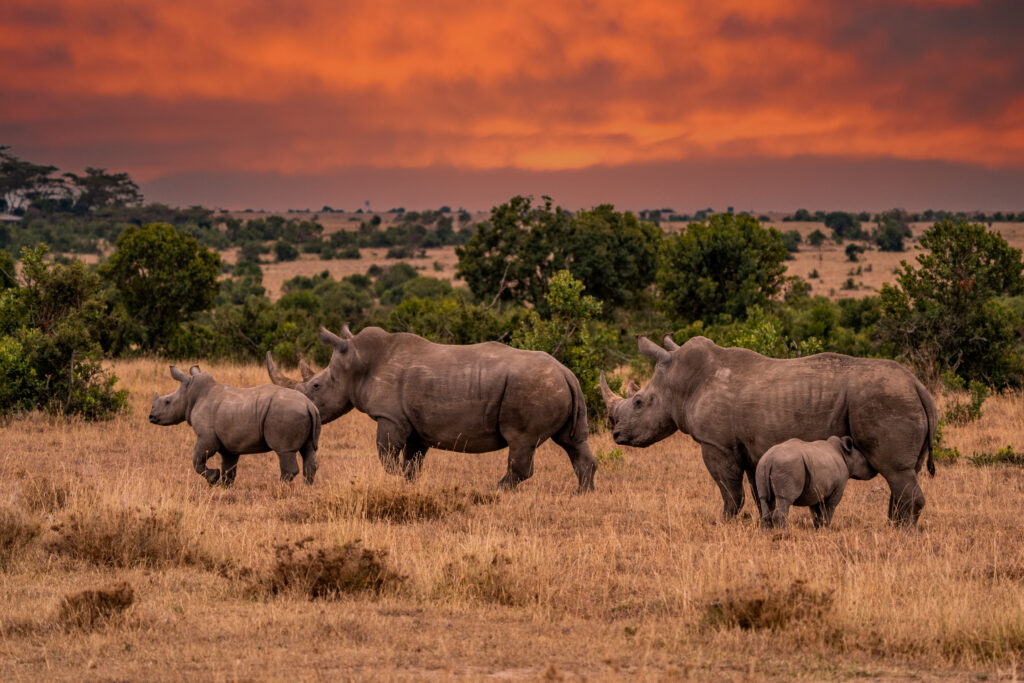 Que faire au Botswana ? Aller au sanctuaire de rhinocéros de Khama 