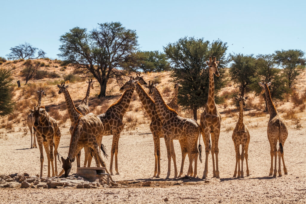 Le parc transfrontalier Kgalagadi