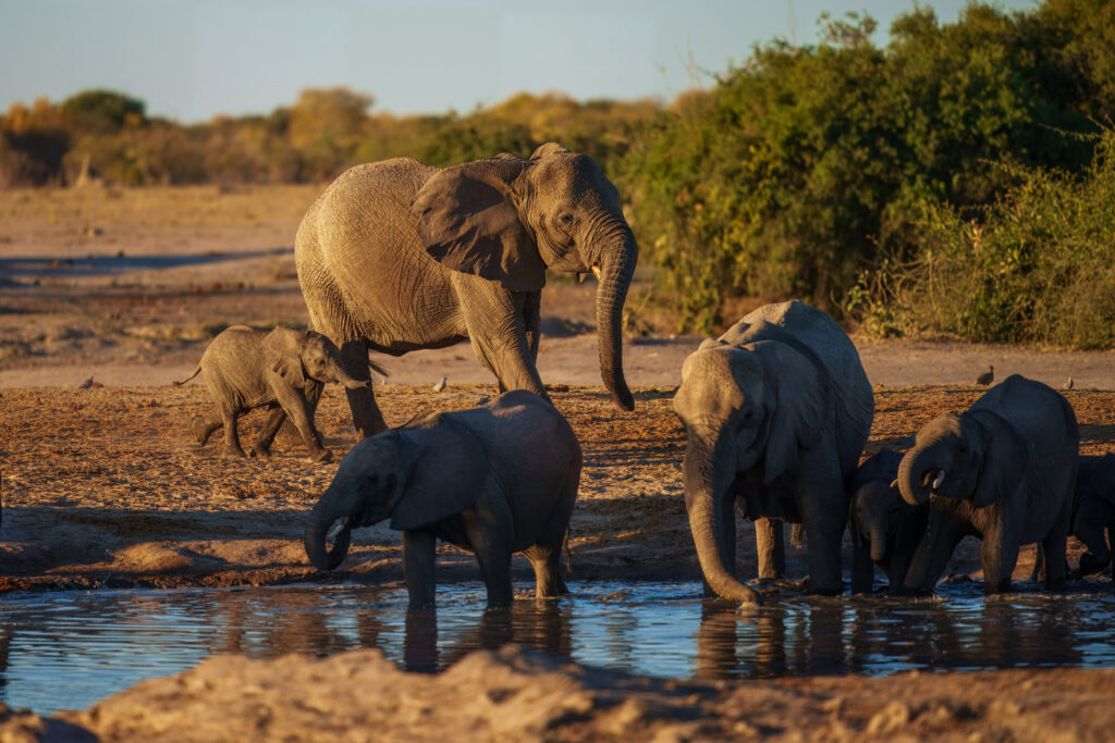 Éléphants dans la Moremi Game Reserve 