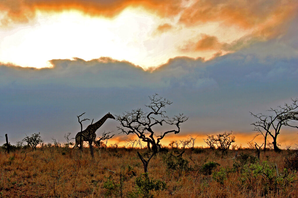 Girafe dans la Gaborone Game Reserve 