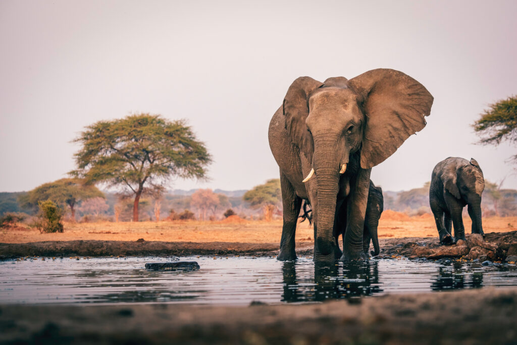 Que faire au Botswana ? Les 13 plus beaux endroits à visiter