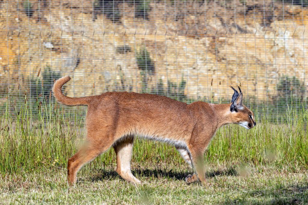 Que faire au Botswana ? Aller au Caracal Center