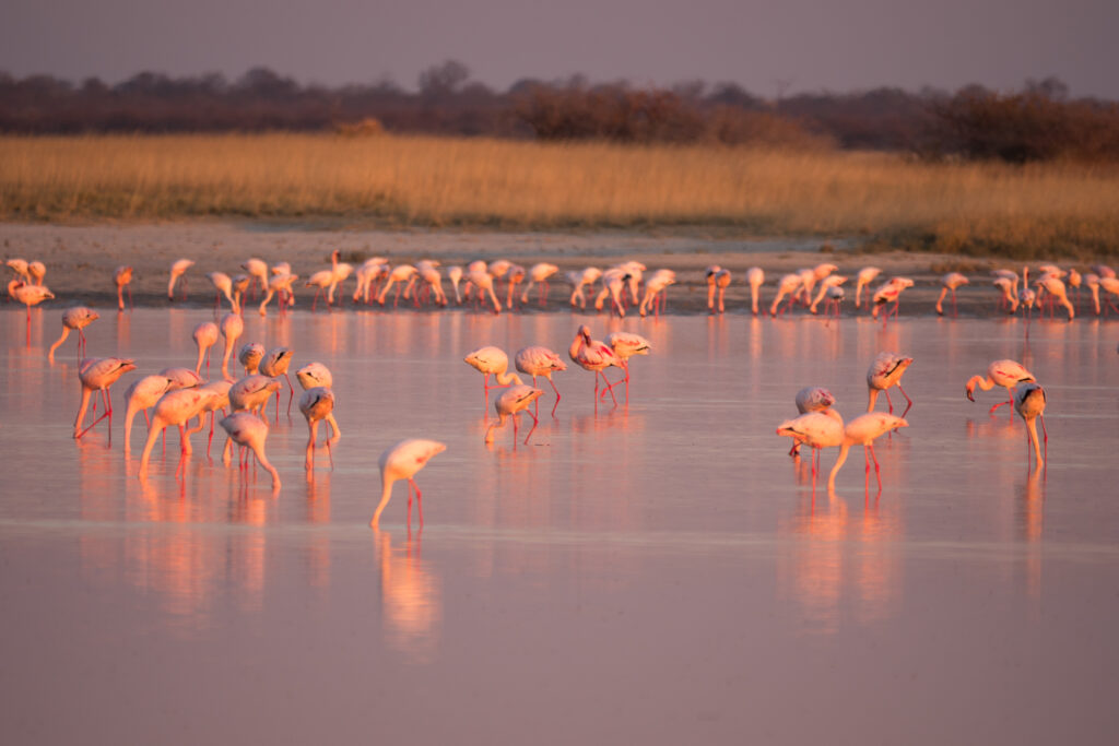 Que faire au Botswana ? Voir les flamands roses dans les Makgadikgadi Pans