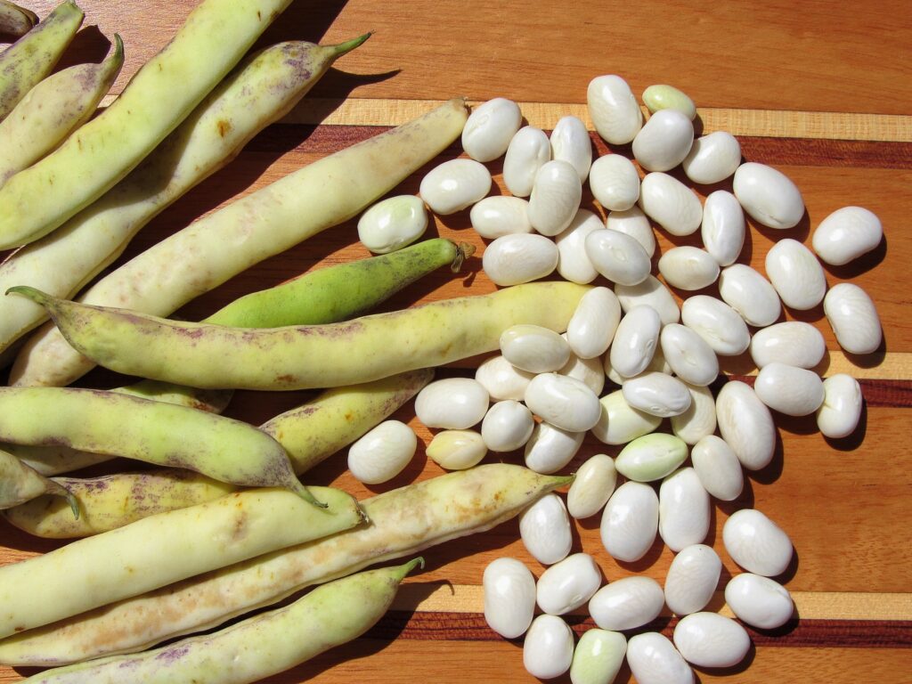 Les cocos de Paimpol, des haricots blancs