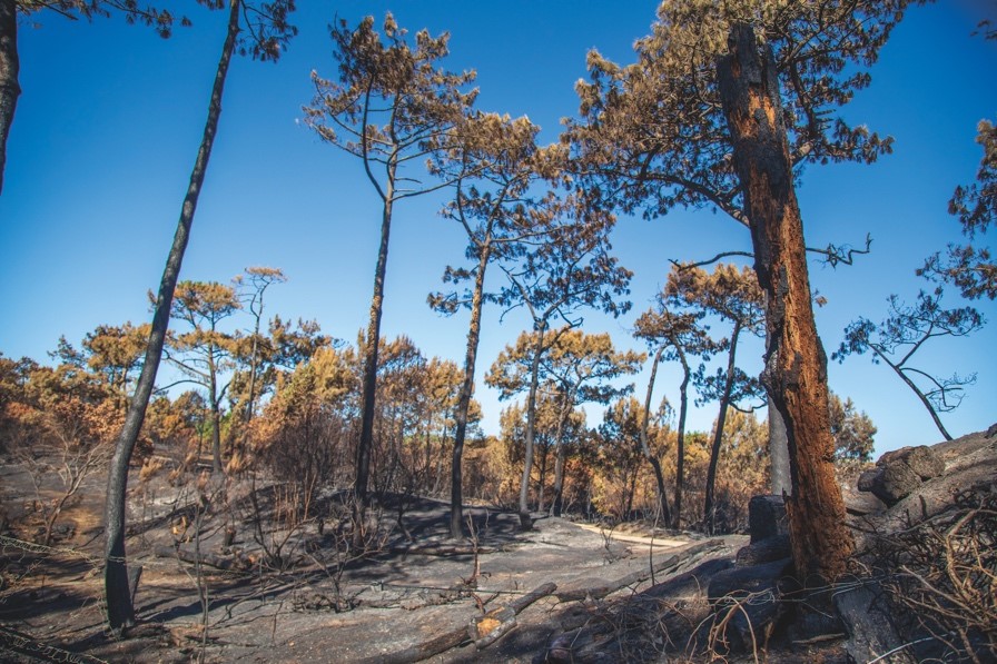 Que faire à Anglet ? Se balader dans la forêt de la Pignada 