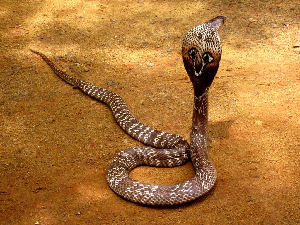 Cobra 