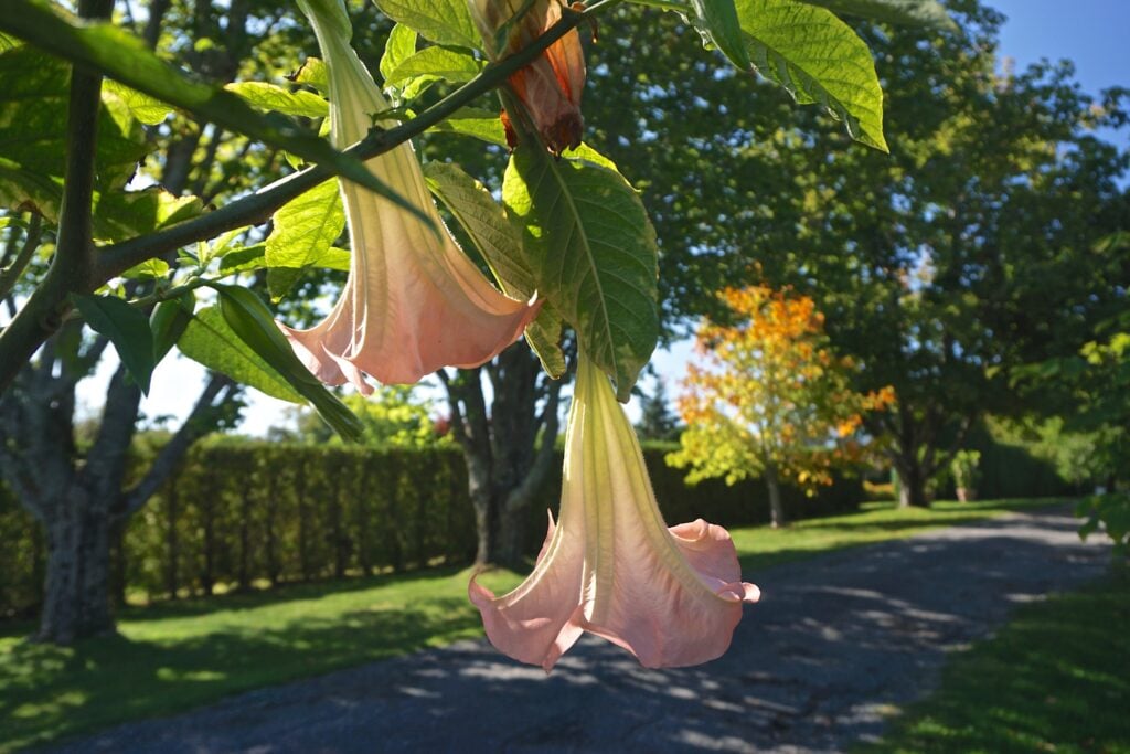 Kingsbrae Garden à Saint Andrews