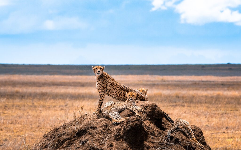 Guépards dans le parc national de Serengeti