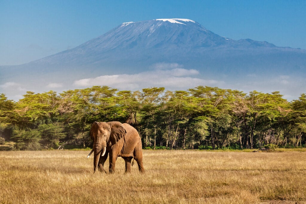 Éléphant devant le Kilimandjaro